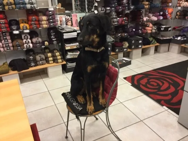 Hund Bellheim sitzt auf einem Stuhl